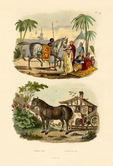 Arab Horse od French School, (19th century)