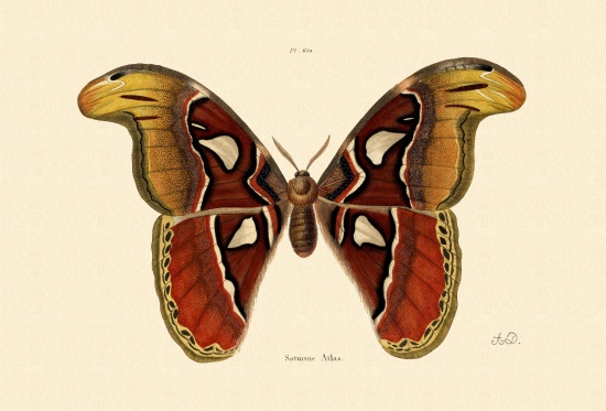 Atlas Moth od French School, (19th century)