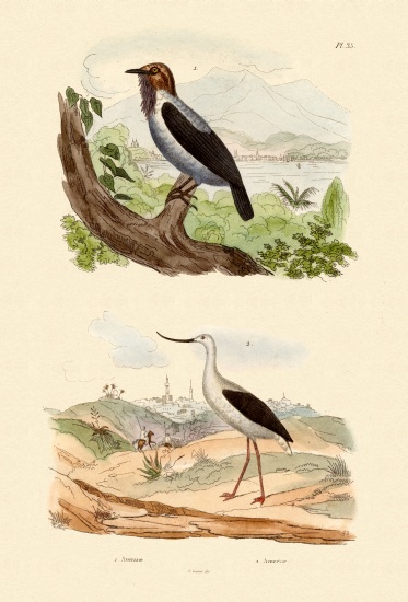 Bearded Bellbird od French School, (19th century)