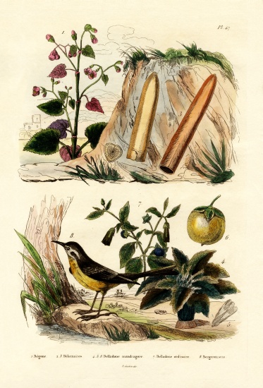 Begonia od French School, (19th century)