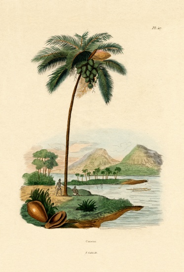 Coconut Palm od French School, (19th century)