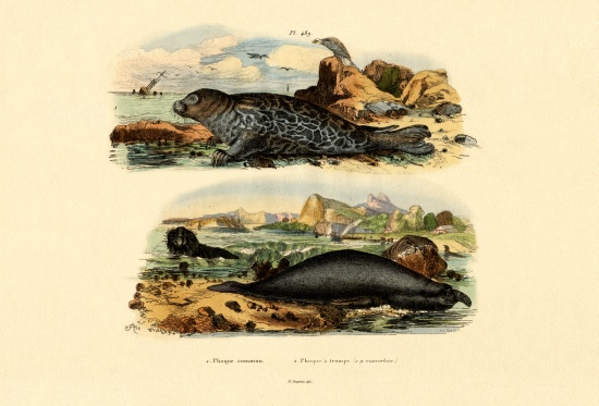 Common Seal od French School, (19th century)