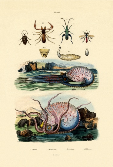 False Scorpion od French School, (19th century)