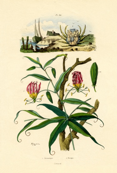 Gloriosa Lily od French School, (19th century)