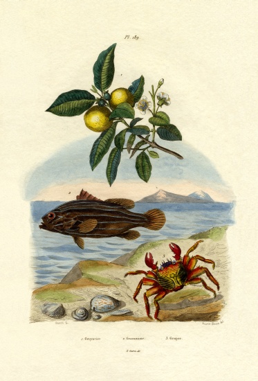 Guava od French School, (19th century)