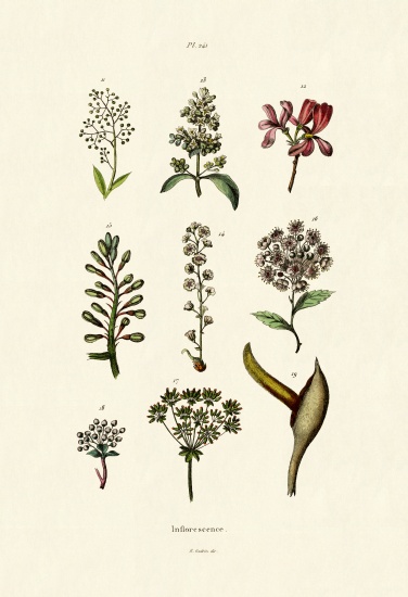 Inflorescence od French School, (19th century)