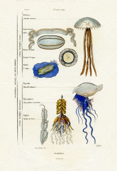 Jellyfish od French School, (19th century)