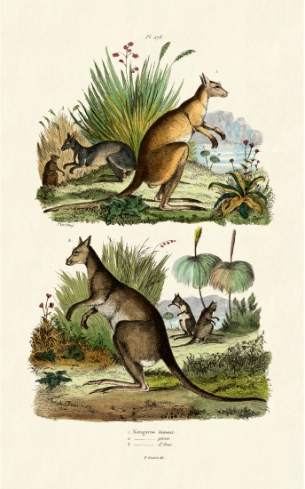 Kangaroos od French School, (19th century)