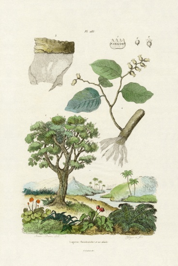 Lacebark Tree od French School, (19th century)