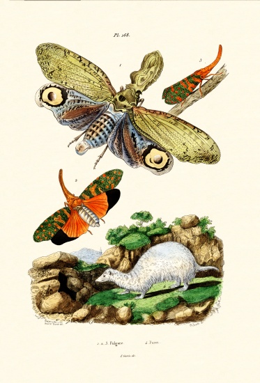 Lanternfly od French School, (19th century)