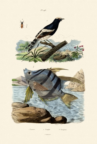 Little Forktail od French School, (19th century)