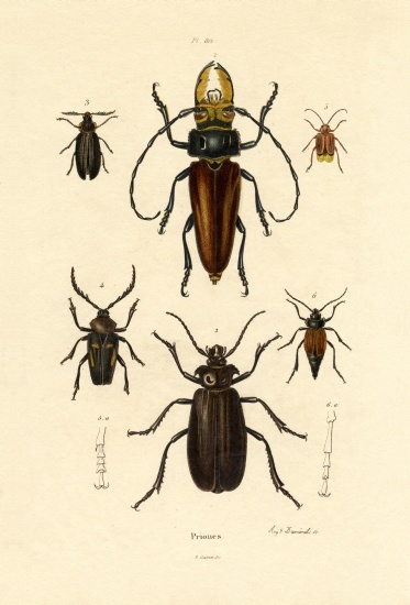 Long-horned Beetles od French School, (19th century)