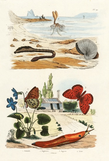 Lungworm od French School, (19th century)