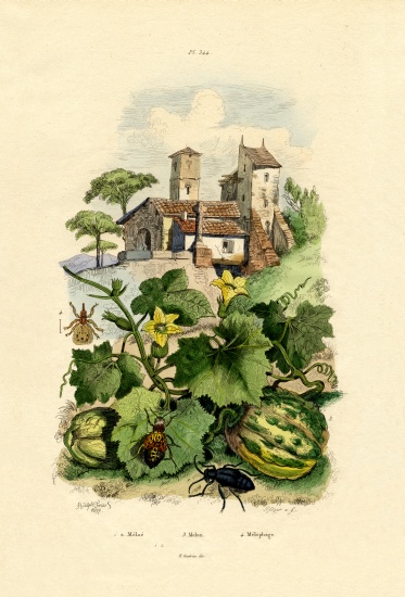 Melon od French School, (19th century)