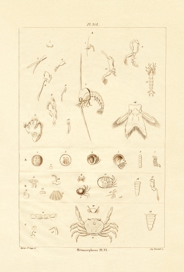 Metamorphosis od French School, (19th century)