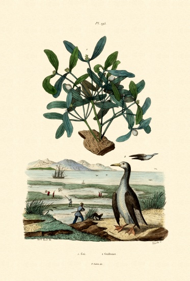 Mistletoe od French School, (19th century)