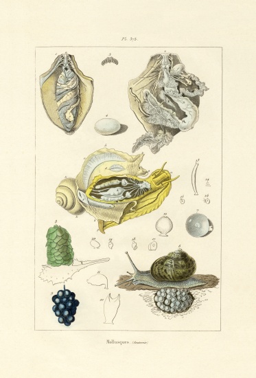 Molluscs od French School, (19th century)