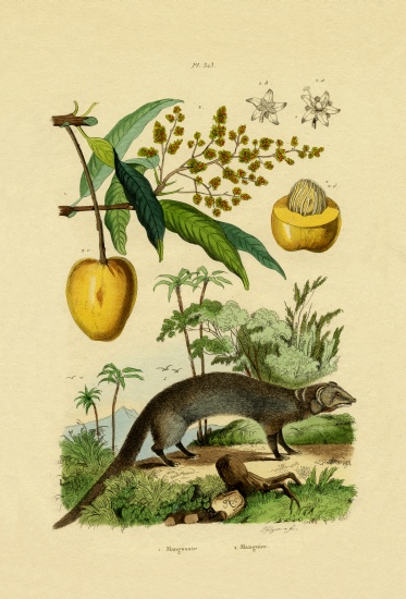 Mongoose od French School, (19th century)
