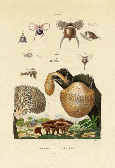 Mushrooms od French School, (19th century)