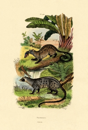 Palm Civets od French School, (19th century)
