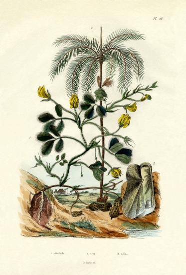 Peanut Plant od French School, (19th century)