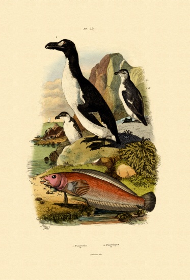 Penguin od French School, (19th century)
