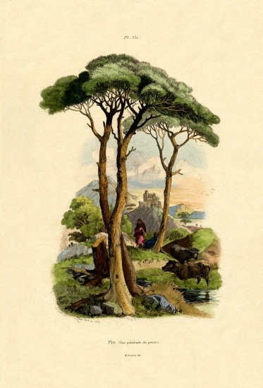 Pine Tree od French School, (19th century)