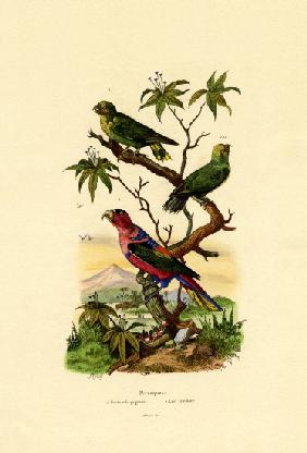 Pygmy Parrot