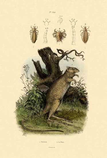 Rat-kangaroo od French School, (19th century)