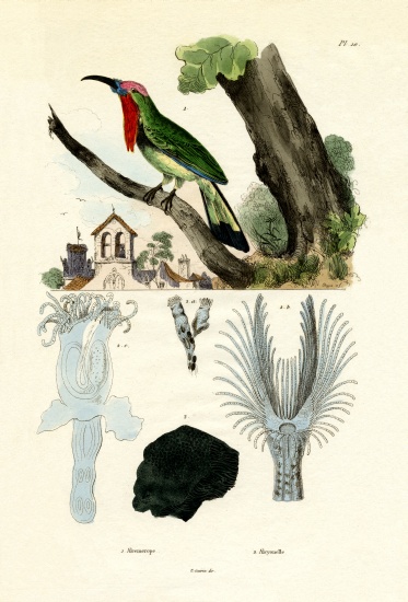 Red-bearded Bee-eater od French School, (19th century)