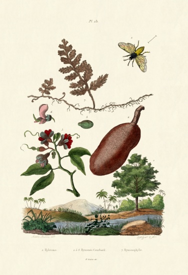 Sawfly od French School, (19th century)