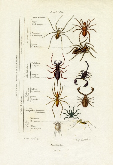 Scorpions od French School, (19th century)