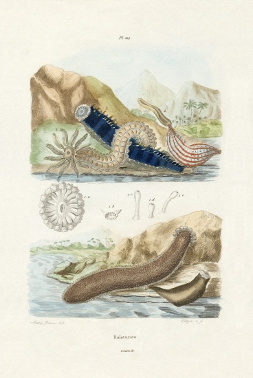 Sea Cucumbers od French School, (19th century)