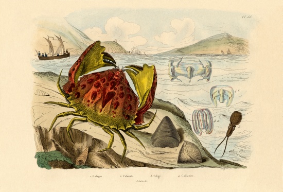 Shamefaced Crab od French School, (19th century)