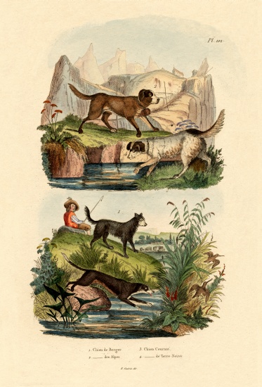 Shepherd Dog od French School, (19th century)