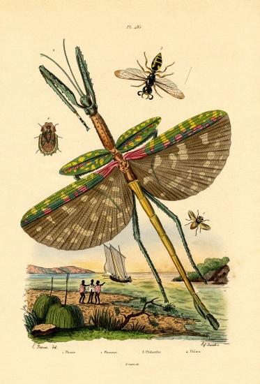 Tachinid Fly od French School, (19th century)