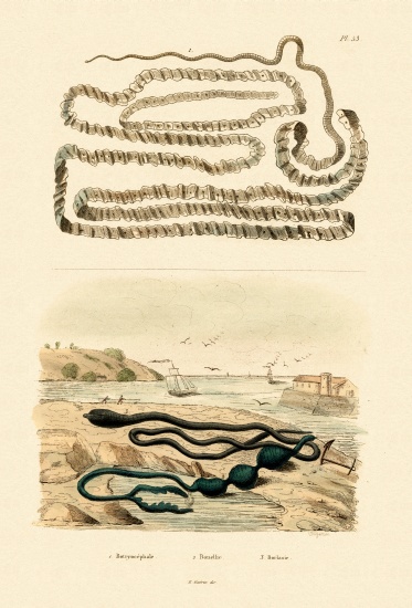 Tapeworm od French School, (19th century)