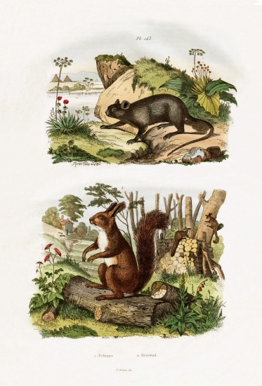Tree Rat od French School, (19th century)