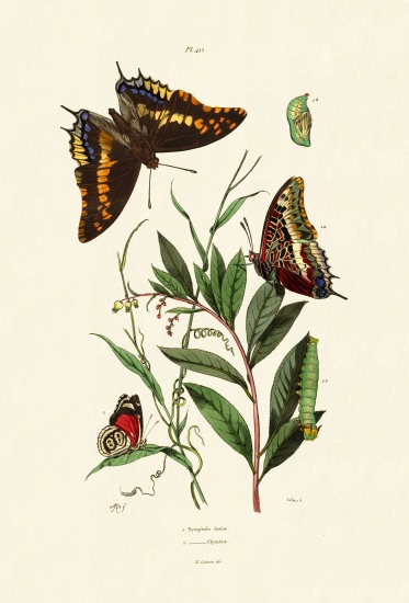Two-tailed Pasha od French School, (19th century)