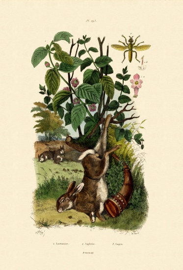Wild Sage od French School, (19th century)