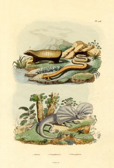 Worm Lizard od French School, (19th century)