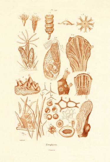 Zoophytes od French School, (19th century)
