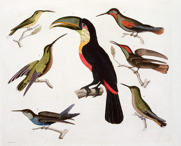 Native birds, including the Toucan (centre), Amazon, Brazil, from 'Le Costume Ancien et Moderne', Vo od Friedrich Alexander, Baron von Humboldt