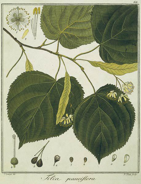 Linde (Tilia pauciflora)/Radierung Haas