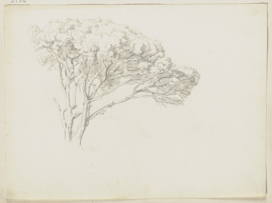 Tree od Friedrich Metz