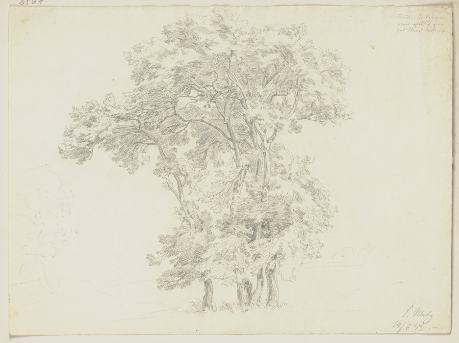 Group of trees od Friedrich Metz