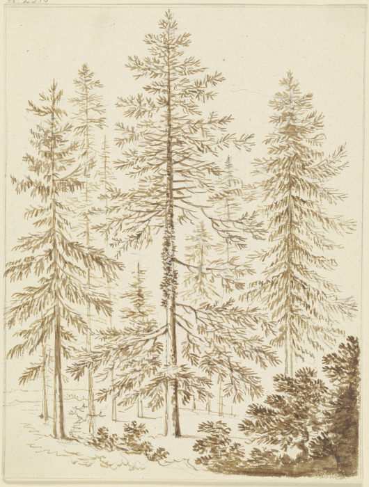 Eine Gruppe von Nadelbäumen od Friedrich Wilhelm Hirt