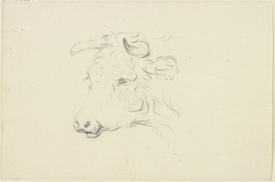 Cattle head to the left od Friedrich Wilhelm Hirt
