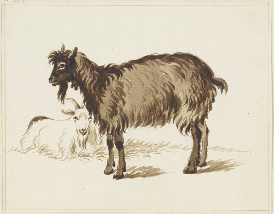 Stehende und liegende Ziege od Friedrich Wilhelm Hirt