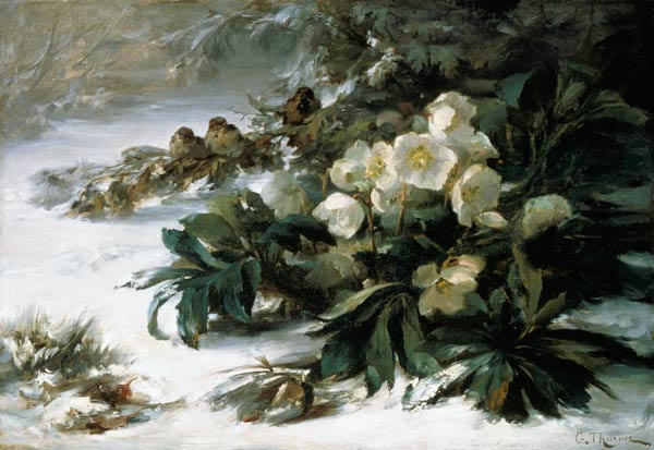 Snow roses od Gabriel Edouard Thurner